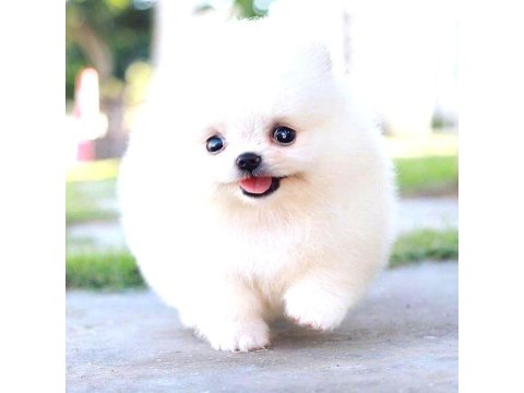 Kartopu Gibi Pomeranian Yavrularımız