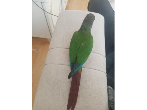 Yeme Düşmüş Yeşil Yanaklı Konur Papağanı