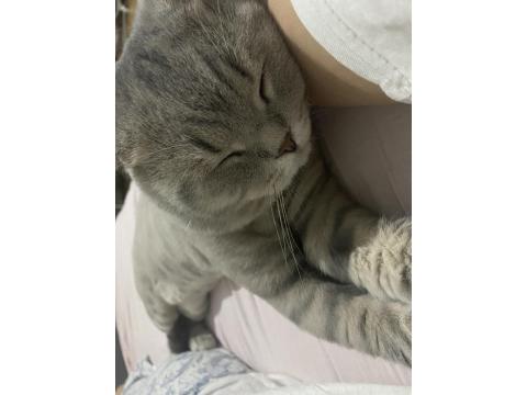 3 Tane Kedimiz Bir Anne Ve İki Yavru