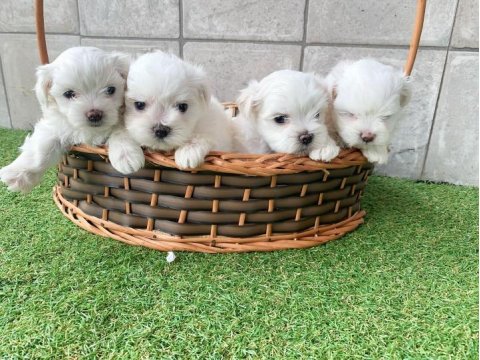Irk Garantili Maltese Yavruları