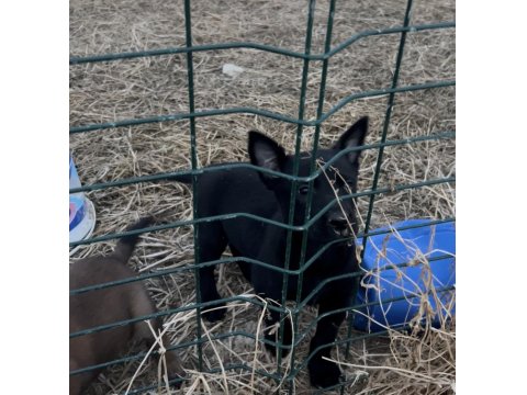 Erkek Siyah Belçika Kurdu