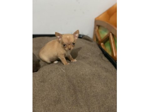 18 Ekim Doğumlu 2 Adet Chihuahua Yavrusu Sağlıklı Ve Oyuncu