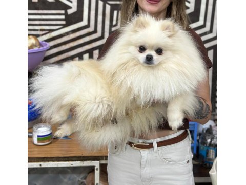 Pomeranian Boo Oğlumuz