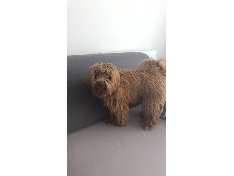 Aşıları Tam Kalbi Kocaman Maltipoo