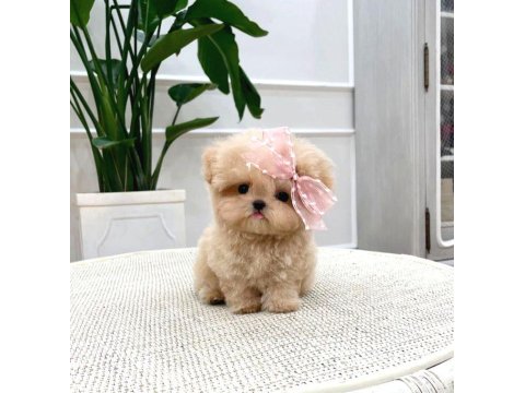 Toy Poodle Köpeği Yavrularım
