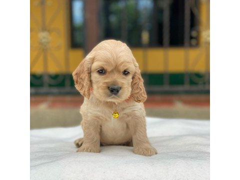 Sevimli Cocker Köpeği Yavruları