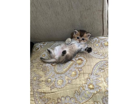 Minik Gözlerle Büyük Aşklar Başlar Black Golden British Yavru