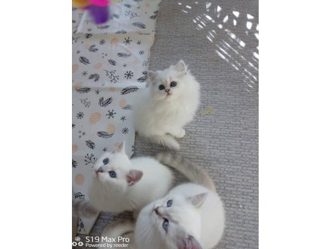 A Kalite British Shorthair Arayanlara