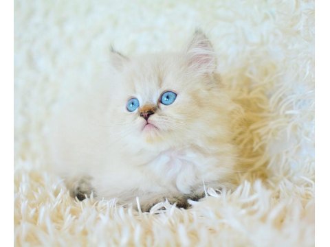Mas Mavi Gözlü Muhteşem British Longhair Ny1133