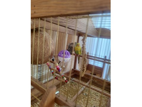 Dişi Japones Ve Erkek Klasik Muhabbet Kuşu