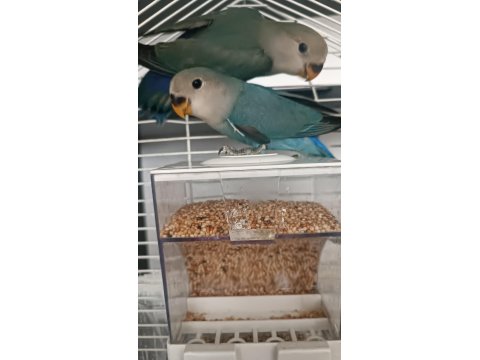 2.5 Aylik Sevda Papağanı