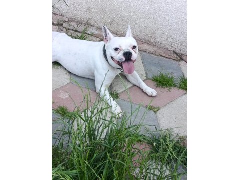 French Bulldog Kızımız Sevgi Dolu Ailesini Arıyor