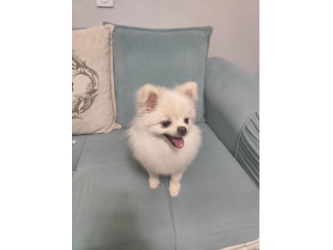 Pomeranian Boo Hazır Dişi Köpeğimiz