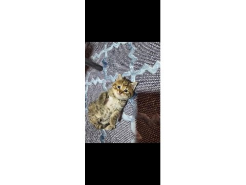 Ücretsiz Sahiplendirme Kedimiz