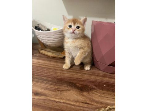 Kedimize Bir Maşallah Alırız