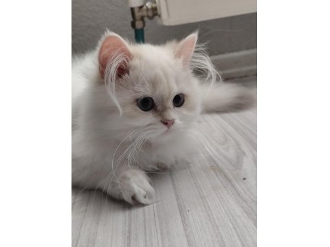 British Longhair 3 Aylık