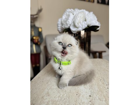 Scottish Fold Bluepoint