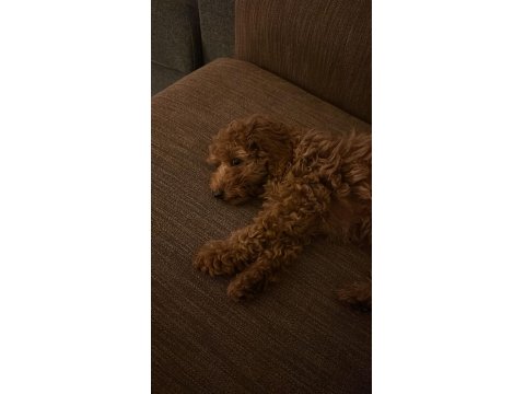 2,5 Aylık Toy Poodle Dişi