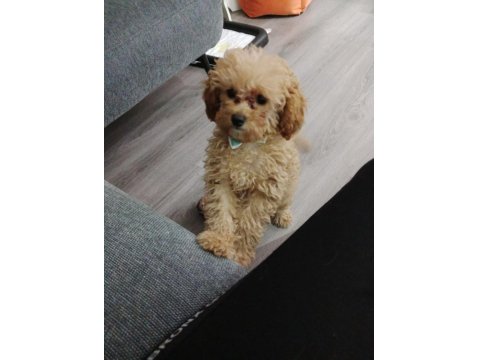 3 Aylık Toy Poodle