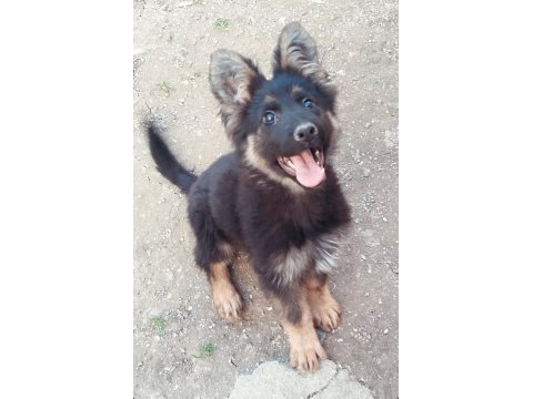 Şecereli Üst Kalite Alman Çoban Köpeği Dişi Yavru
