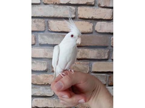 Albino Erkek Sultan Papağanı Yavrular