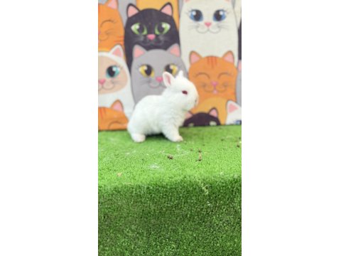 Cüce Tavşan Yavrular