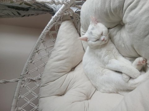 Tam Bir Sevgi Pıtırı Kedimiz