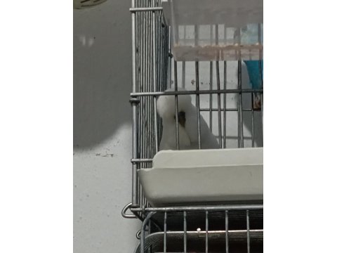 2 Adet Vasıflı Show Jumbo Erkek Muhabbet Kuşu