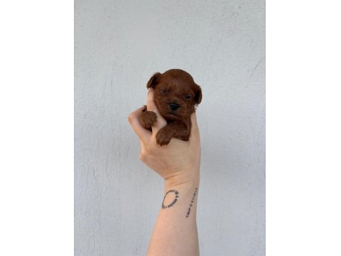 Toy Poodle Bebek Köpekler