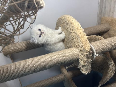 British Longhair Şecereli Soy Erkekler