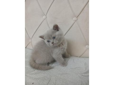 Son Kalan Safkan Orjinal Dişi British Shorthair Yavrum