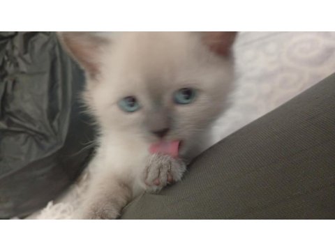 Teslime Hazır Bluepoint Yavru Kedimiz