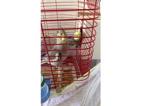 Yumurtalı Çift Sultan Papağanı