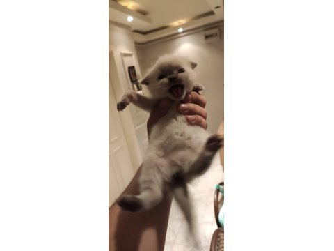 Blue Point British Shorthair