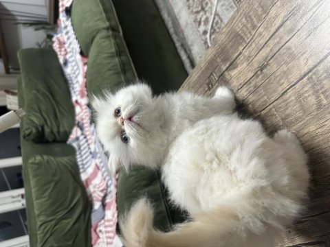 Maviş İran Kedisi Prenses