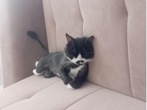 1.5 Yaşında Scottish Erkek