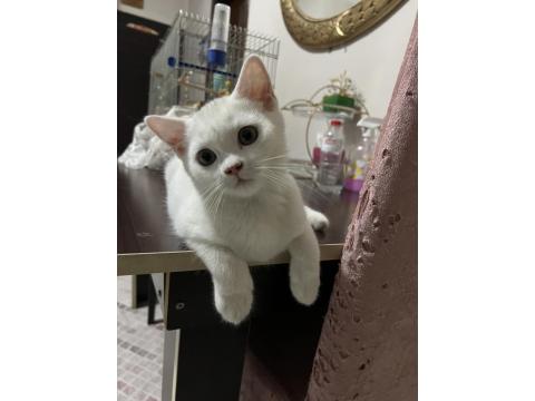 British Beyaz Erkek Kedimiz