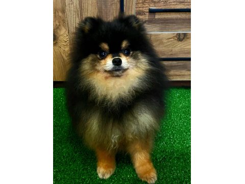 11 Aylık Teddy Bear Erkek Pomeranian