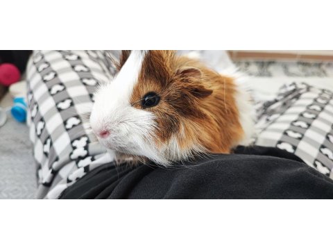 Gayet Sağlıklı Guinea Pig