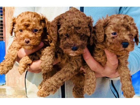 Toy Poodle Minik Kalplerin Büyük Neşesi!