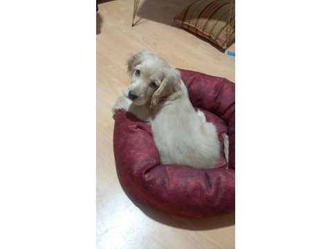 2,5 Aylık Dişi İngiliz Av Köpeği