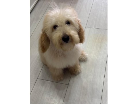 Toy Poodle 7 Aylık Köpeğimiz