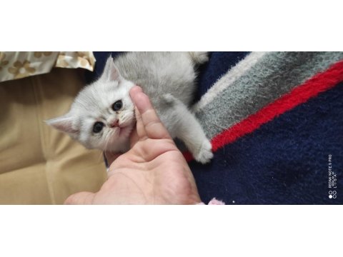 Uygun 6 Nisan Doğumlu Silver 3 Erkek Yavru Kediler