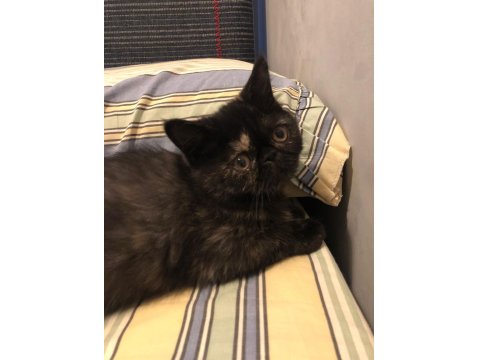 2.5 Aylık Dişi Exotic Shorthair