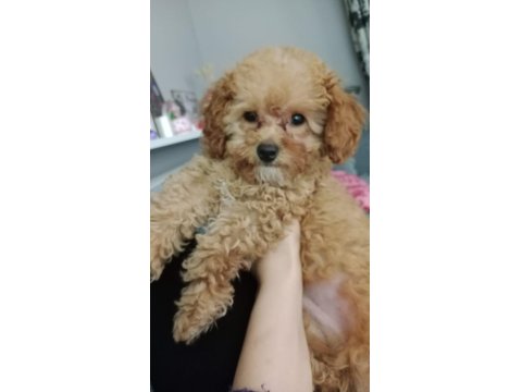 3 Aylık Toy Poodle