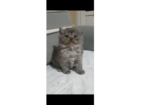 British Longhair Erkek Yavru