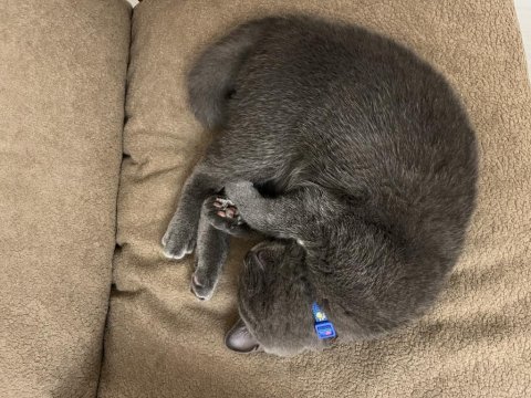 6 Aylık British Shorthair Oğlumuzu Sahiplendiriyoruz