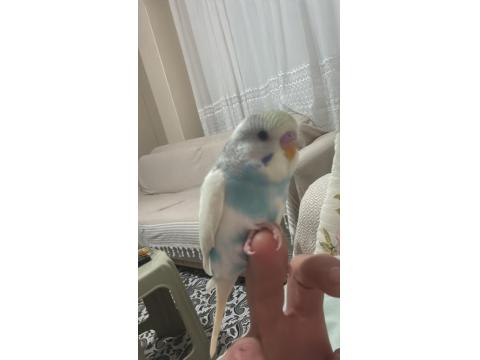 Ev Üretimi Eğitimli Muhabbet Kuşlar