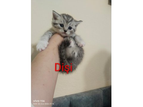 Rezerveye Açık Yavru Kedilerimiz