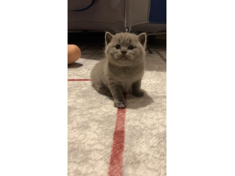 Ayı Surat British Shorthair